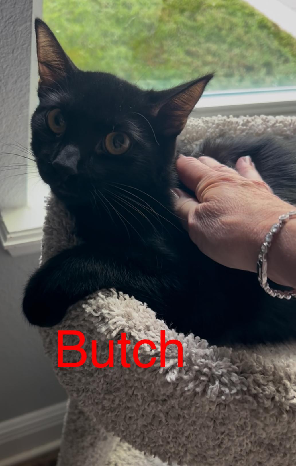 Butch 1