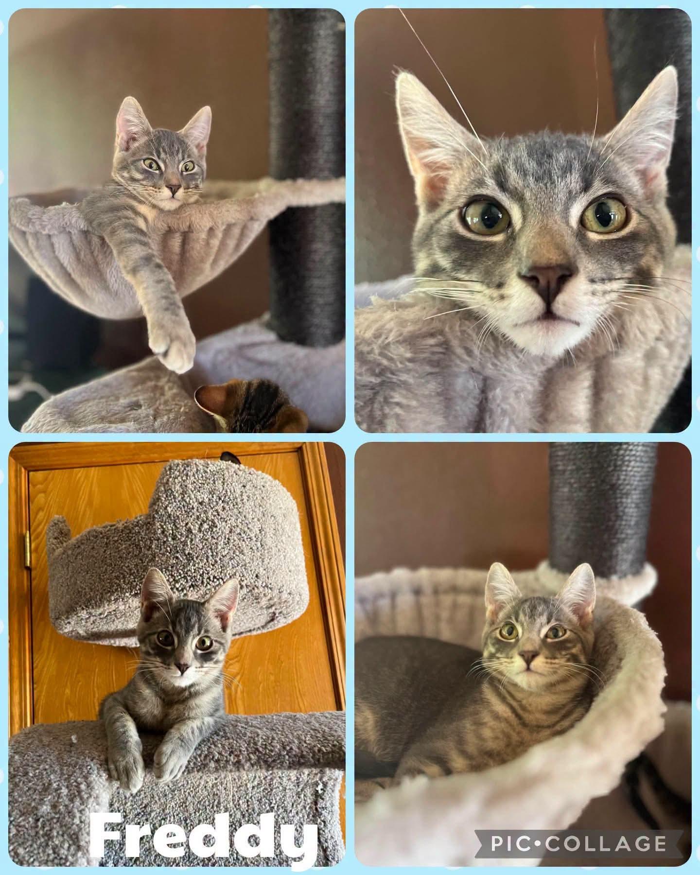 Freddy, Adoptable, Kitten Male Domestic Short Hair.