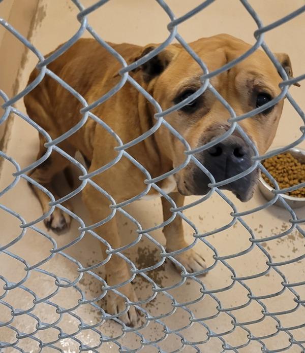 Pen 125c Butch, Adoptable, Senior Male Boxer & American Bulldog.