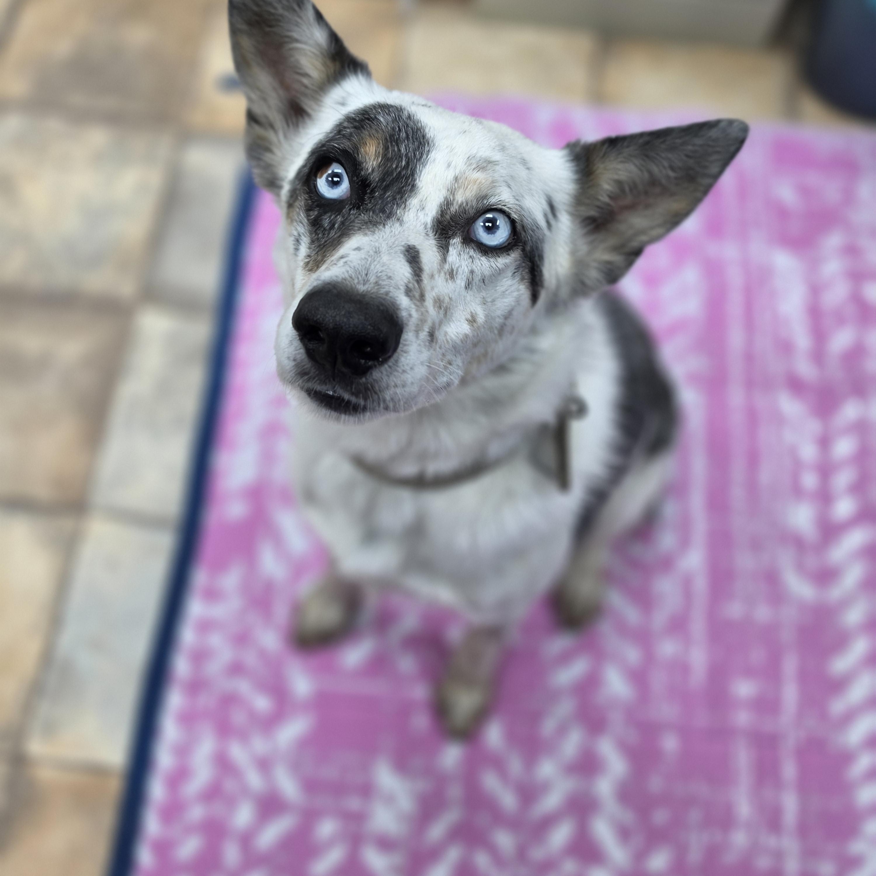 Tucker, Adoptable, Adult Male Husky & Cattle Dog.