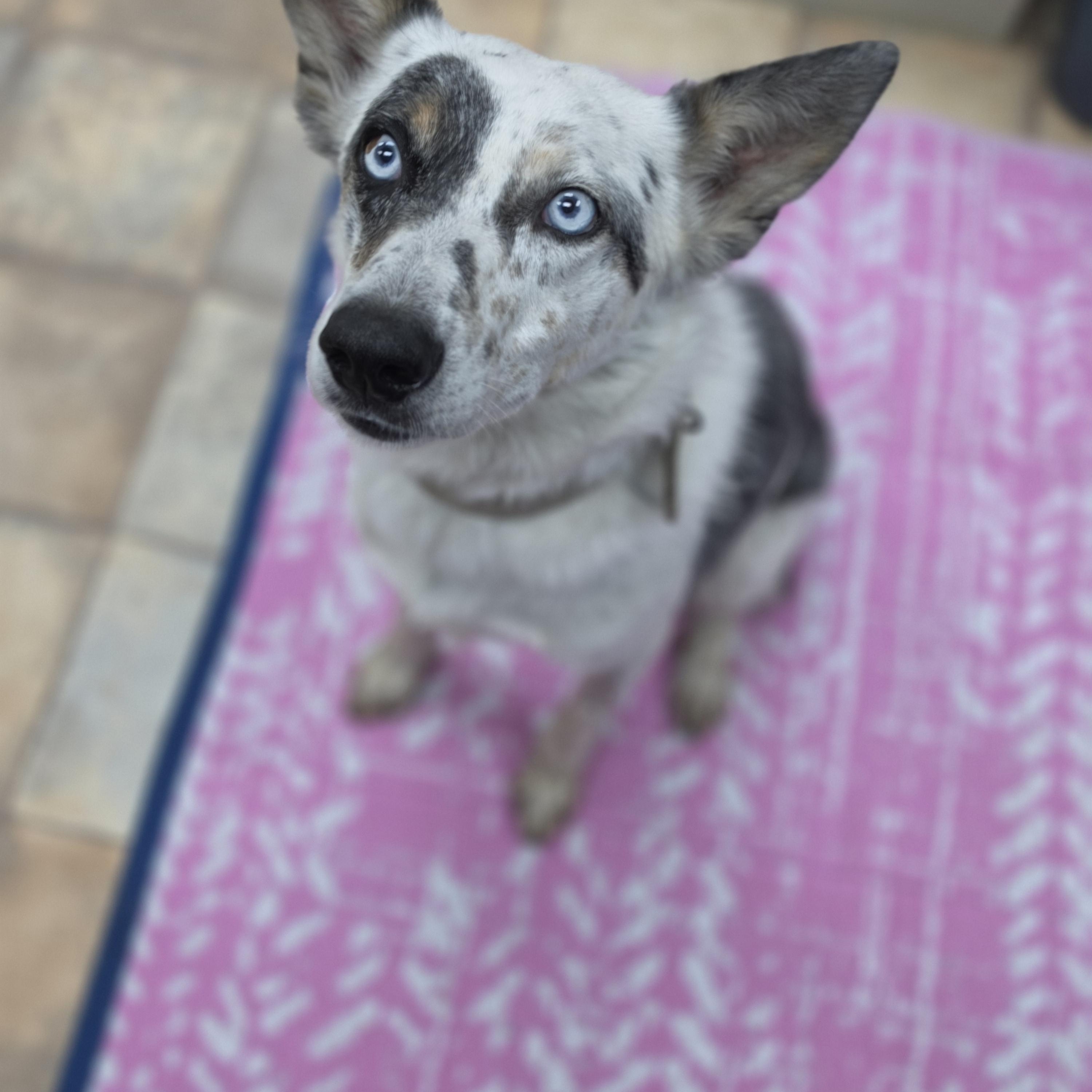 Enlarge Tucker, a Adoptable mixed breed in Neillsville, WI image 3/3