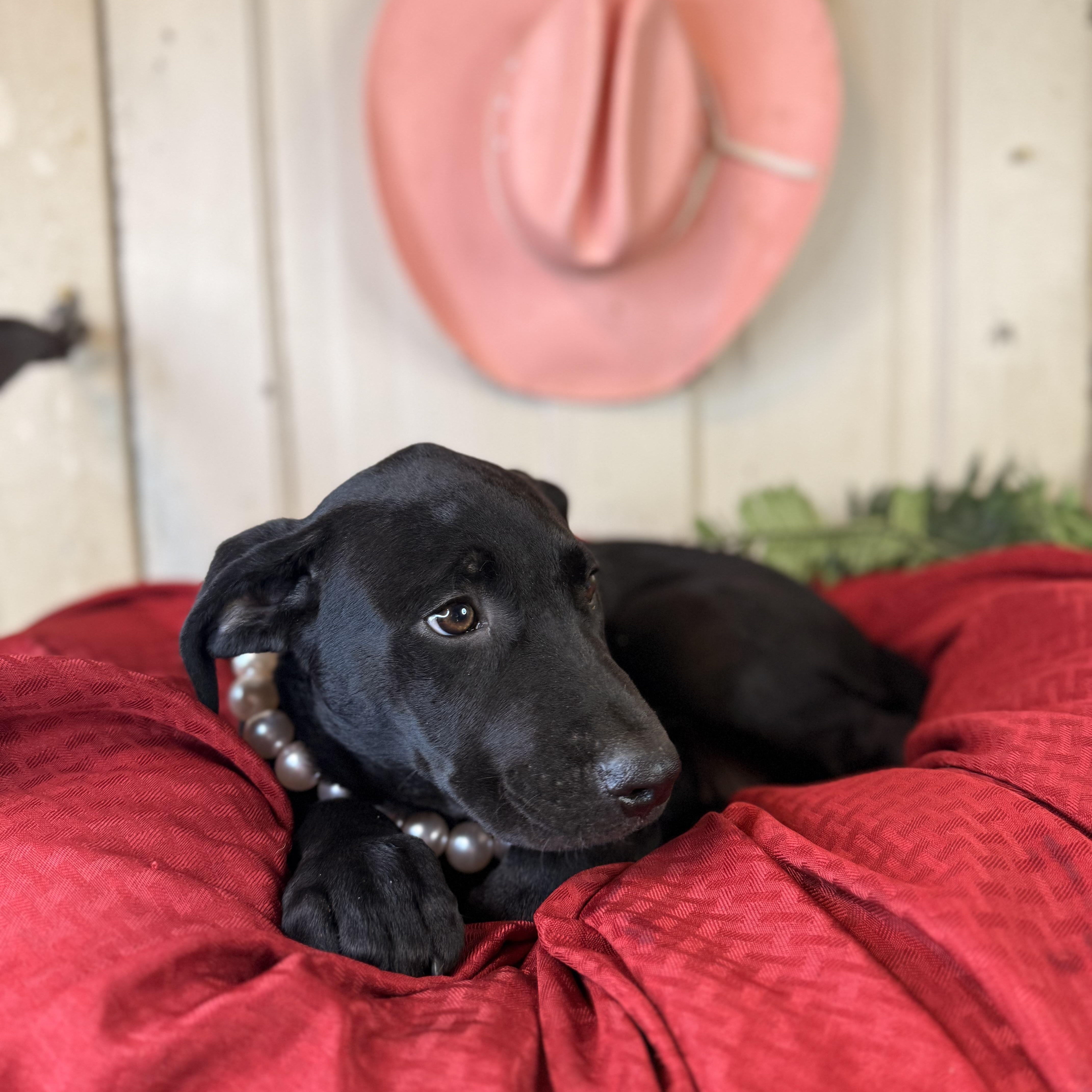 Dixie