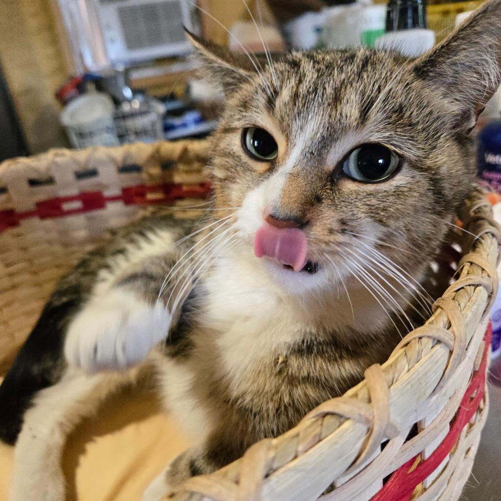 Rhonda, Adoptable, Adult Female Domestic Short Hair.