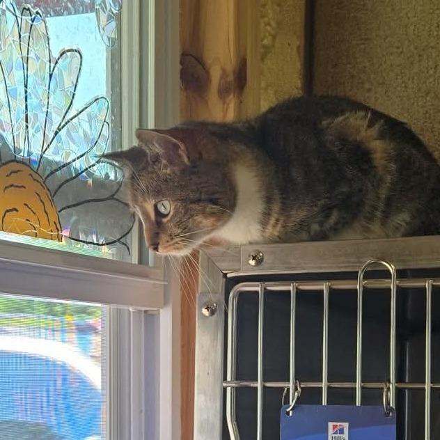 Enlarge Rhonda, a Adoptable Domestic Short Hair in Park Falls, WI image 2/3
