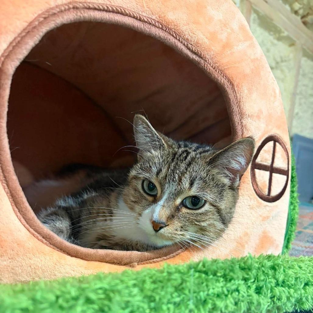 Enlarge Rhonda, a Adoptable Domestic Short Hair in Park Falls, WI image 3/3
