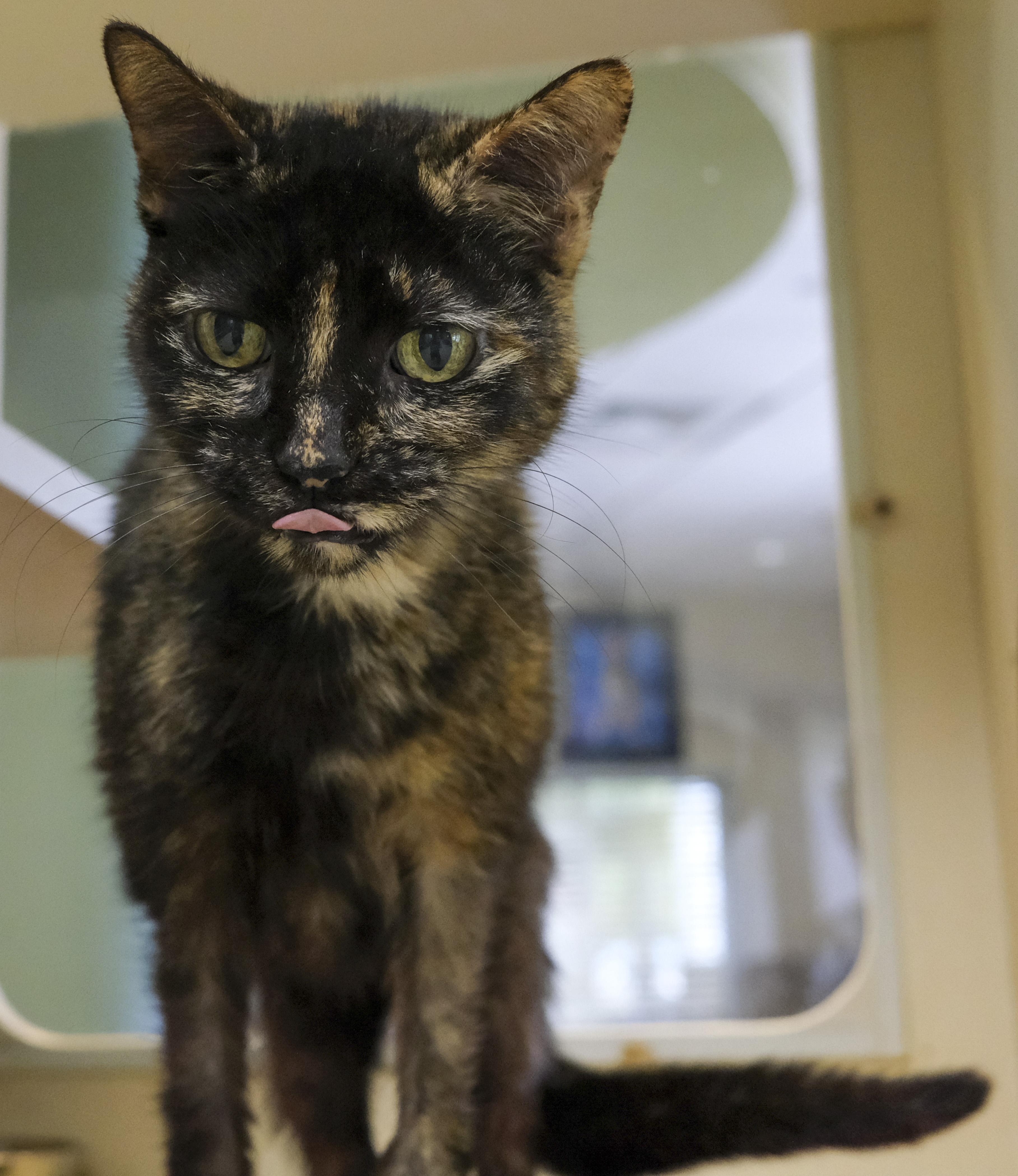 Enlarge Rosie, a Adoptable Tortoiseshell in Harvey , LA image 2/2
