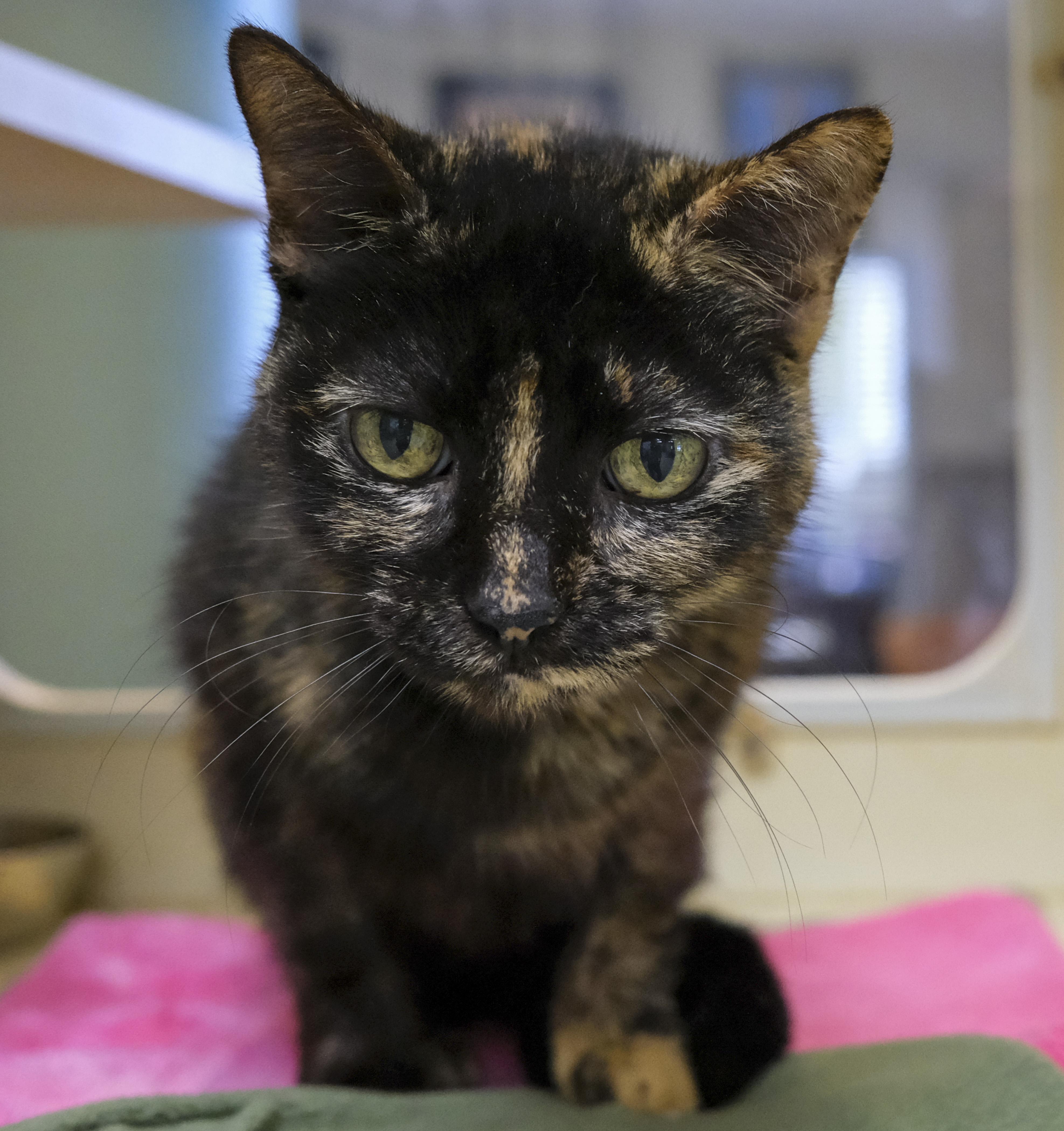 Rosie, Adoptable, Adult Female Tortoiseshell.