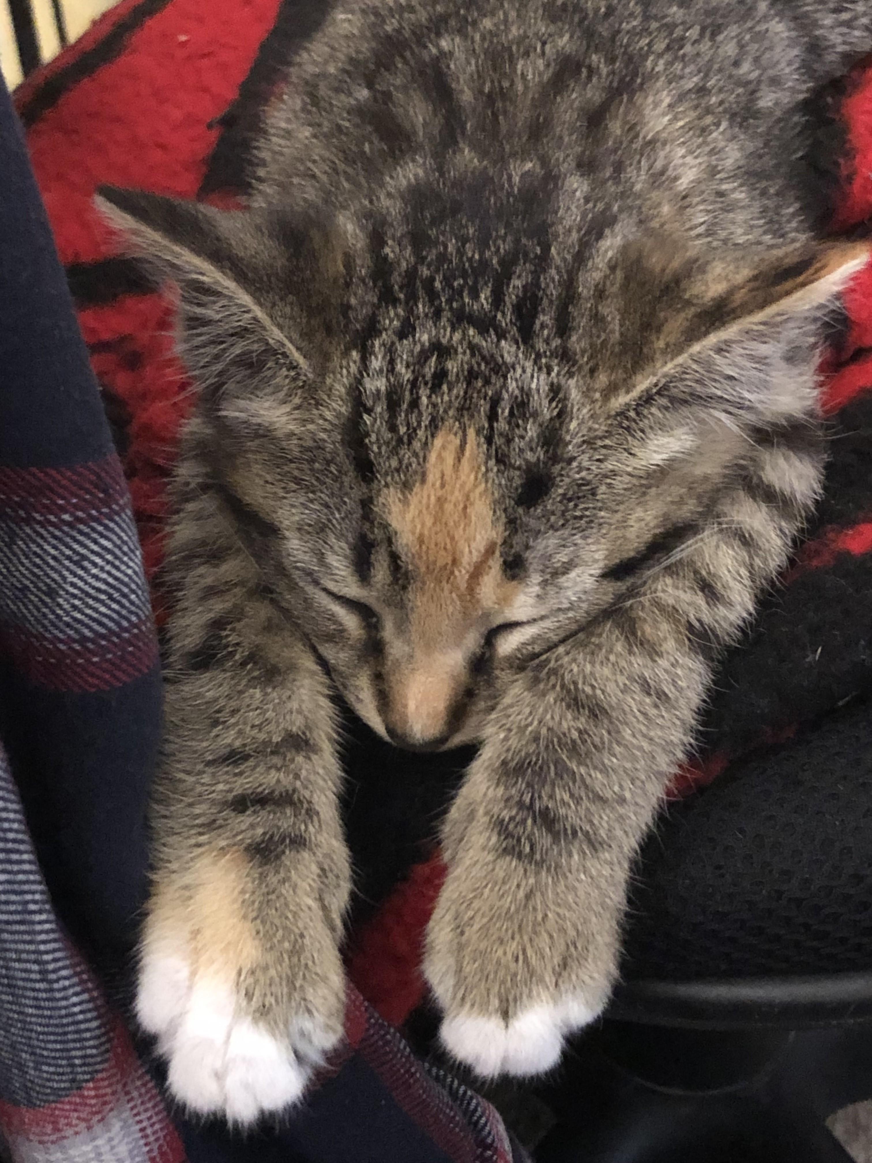Georgia & Milton-The Perfect Balance, a Adoptable Tabby in Laurel, MD image 2/6