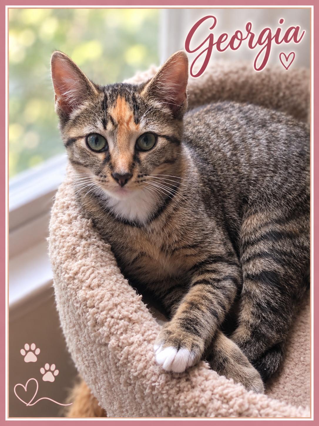 Georgia-Sweet Soul, Adoptable, Kitten Female Tabby.