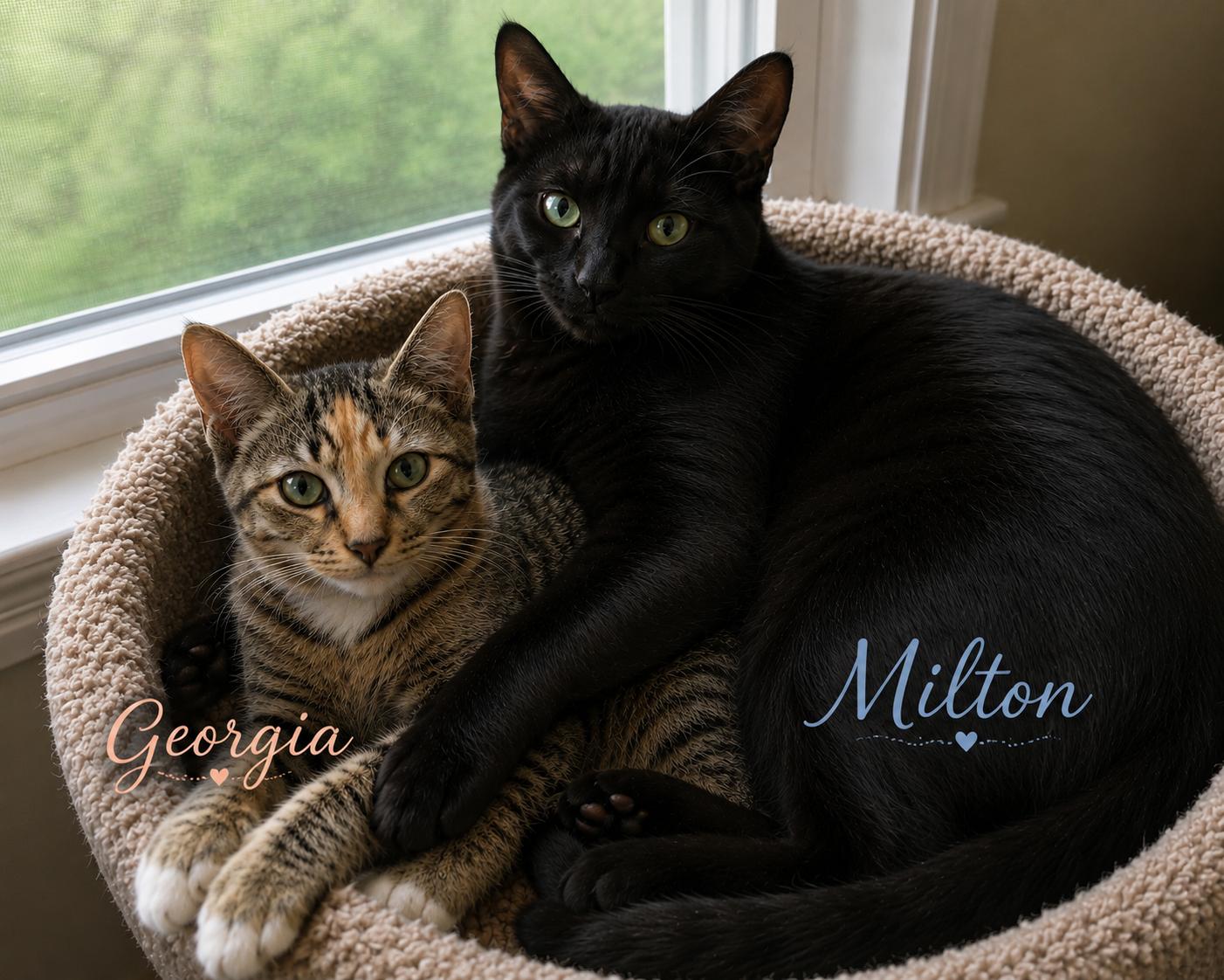 Georgia & Milton-The Perfect Balance, Adoptable, Kitten Female Tabby.