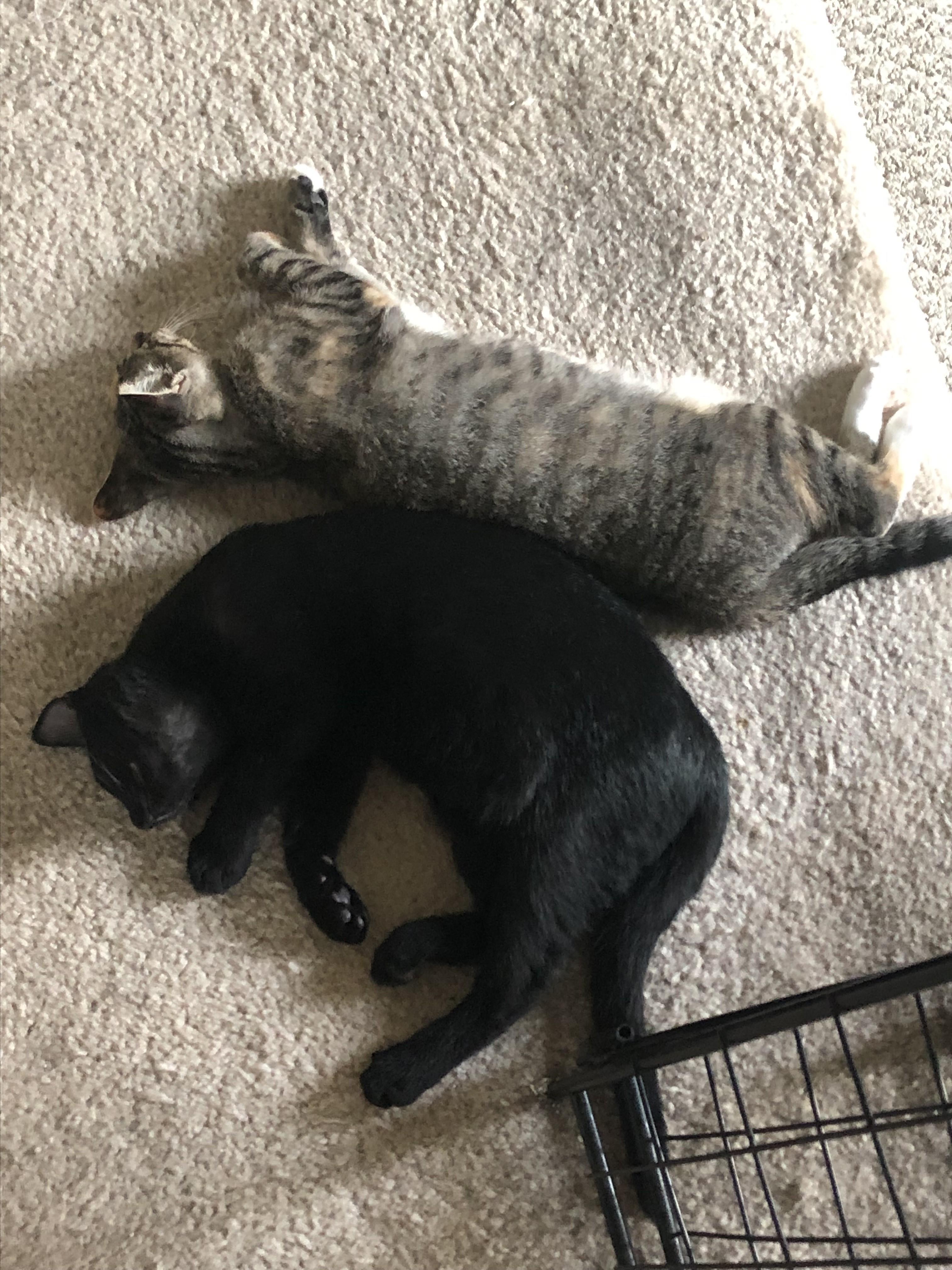 Georgia & Milton-The Perfect Balance, a Adoptable Tabby in Laurel, MD image 6/6
