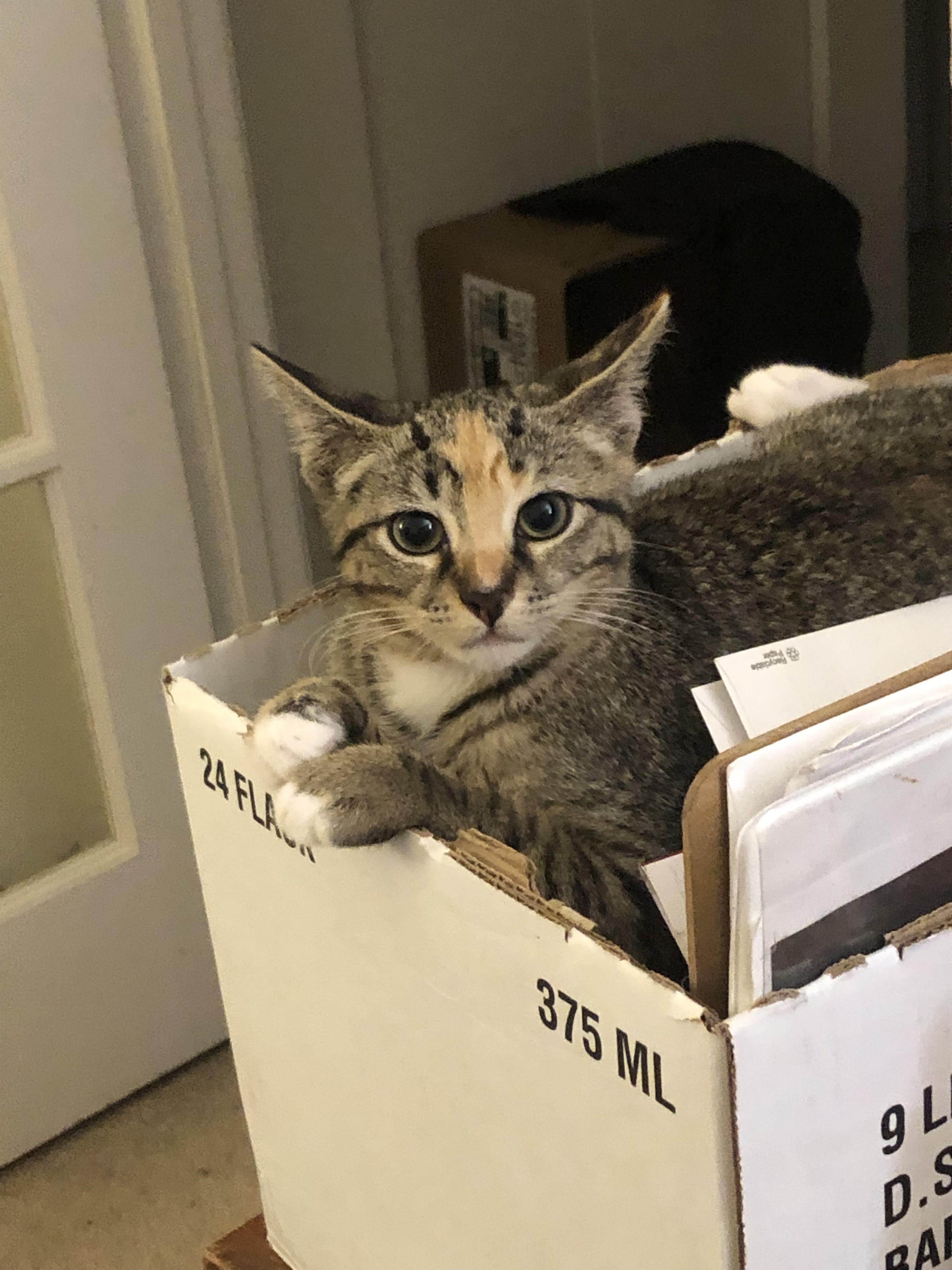 Georgia & Milton-The Perfect Balance, a Adoptable Tabby in Laurel, MD image 3/6