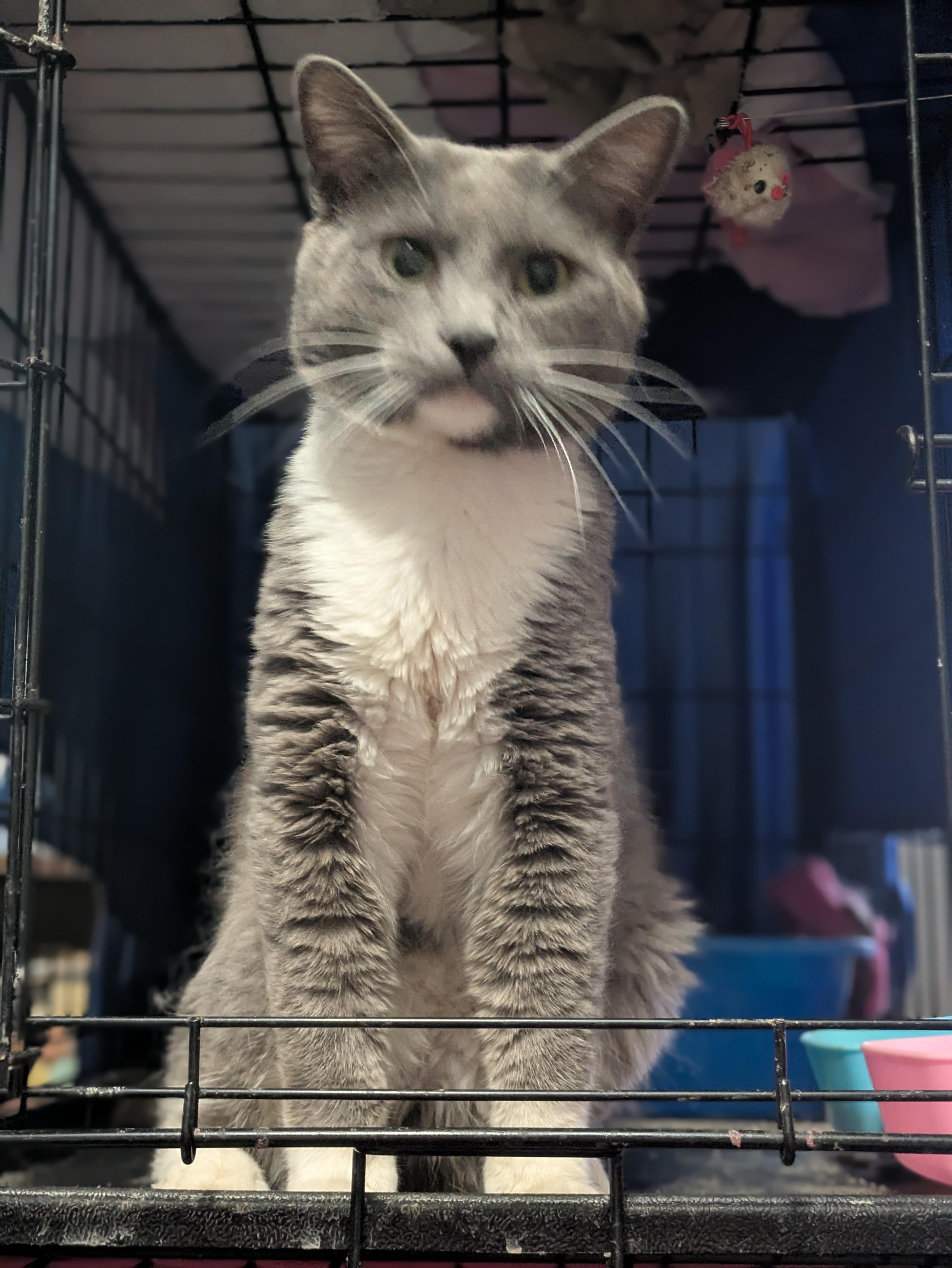 Mr. Grey - Courtesy Post, Adult Male Domestic Short Hair