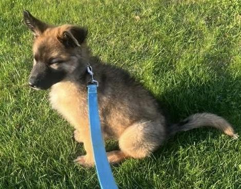 Enlarge Hershey, a ADOPTABLE mixed breed in Crystal Lake, IL image 3/5