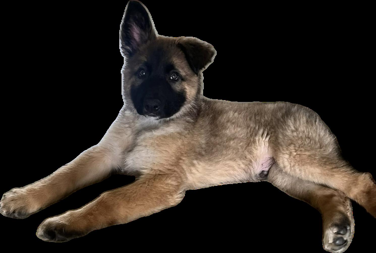 Enlarge Hershey, a ADOPTABLE mixed breed in Crystal Lake, IL image 2/5