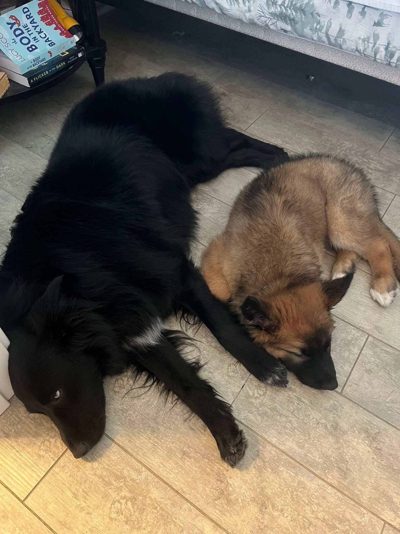 Enlarge Hershey, a ADOPTABLE mixed breed in Crystal Lake, IL image 4/5