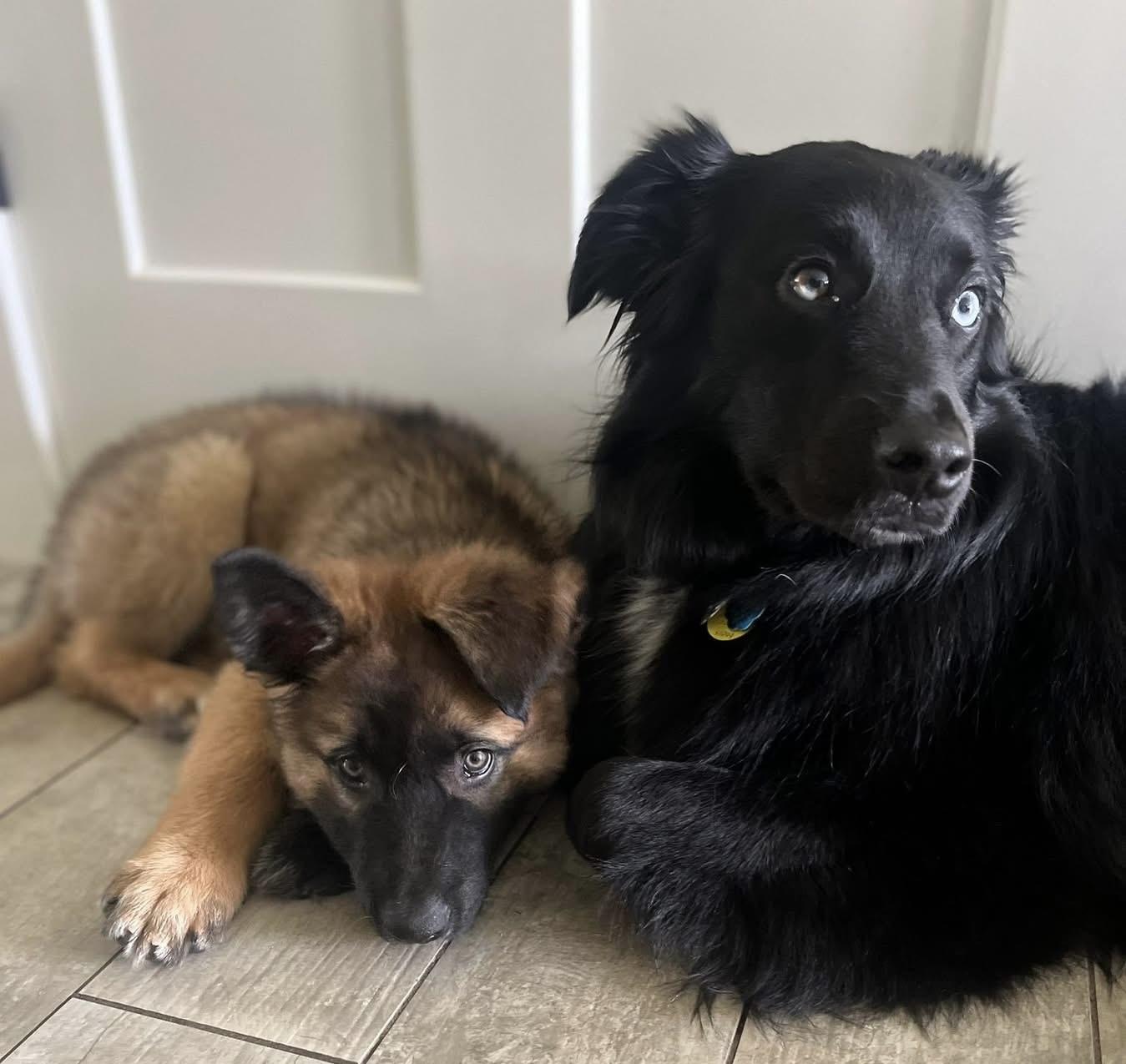 Enlarge Hershey, a ADOPTABLE mixed breed in Crystal Lake, IL image 5/5