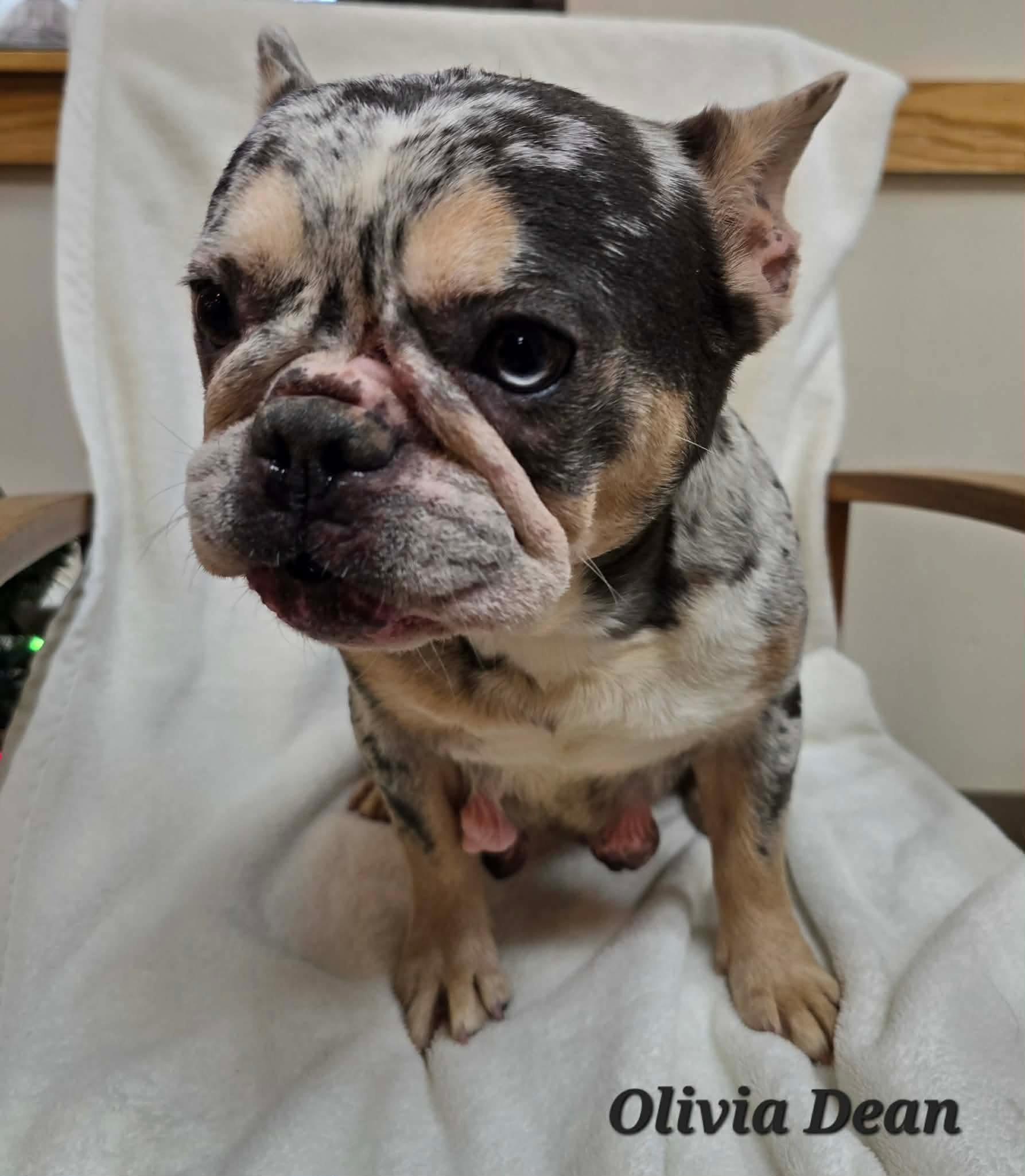 Enlarge Olivia Dean, a ADOPTABLE French Bulldog in St. Clairsville, OH image 3/5