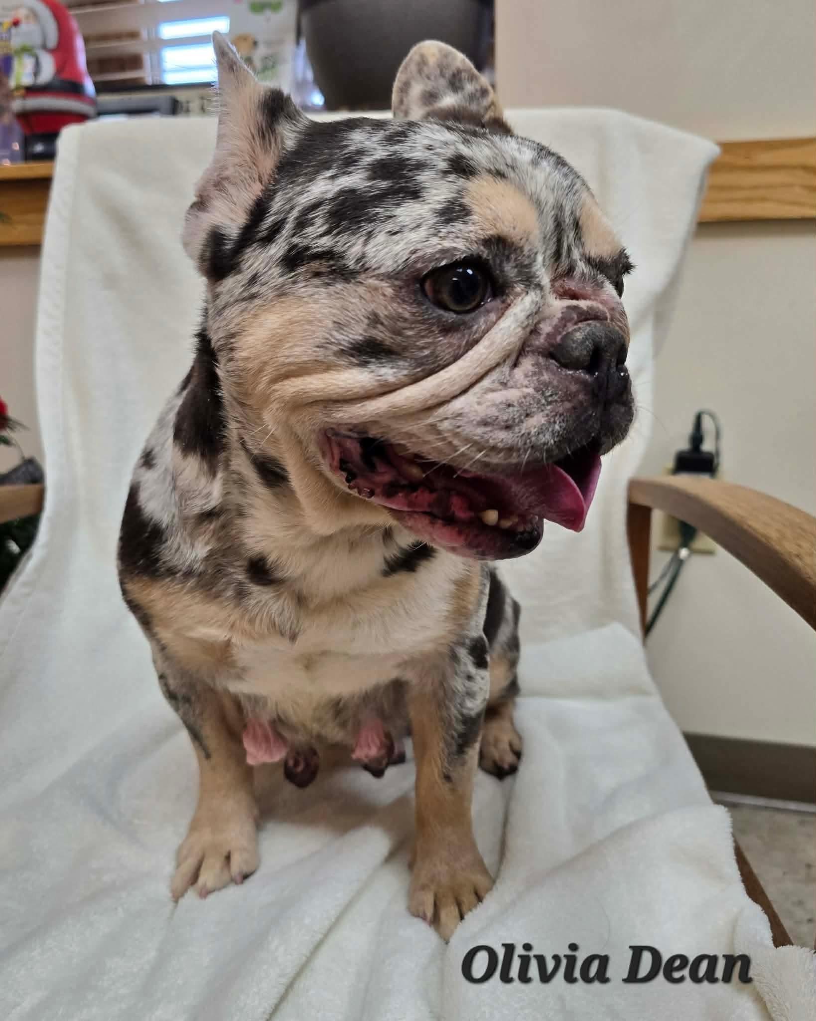 Enlarge Olivia Dean, a ADOPTABLE French Bulldog in St. Clairsville, OH image 1/5