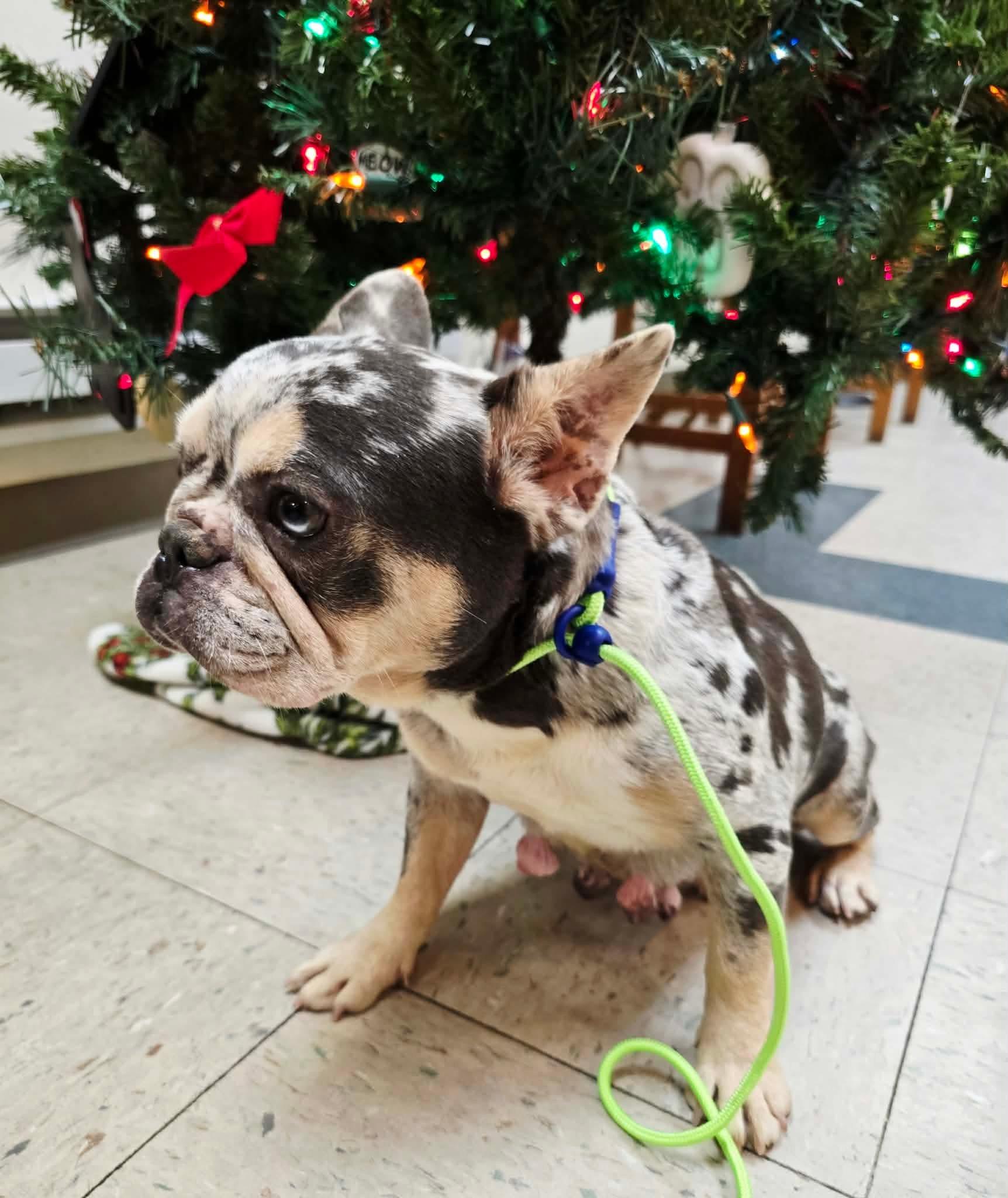 Enlarge Olivia Dean, a ADOPTABLE French Bulldog in St. Clairsville, OH image 2/5