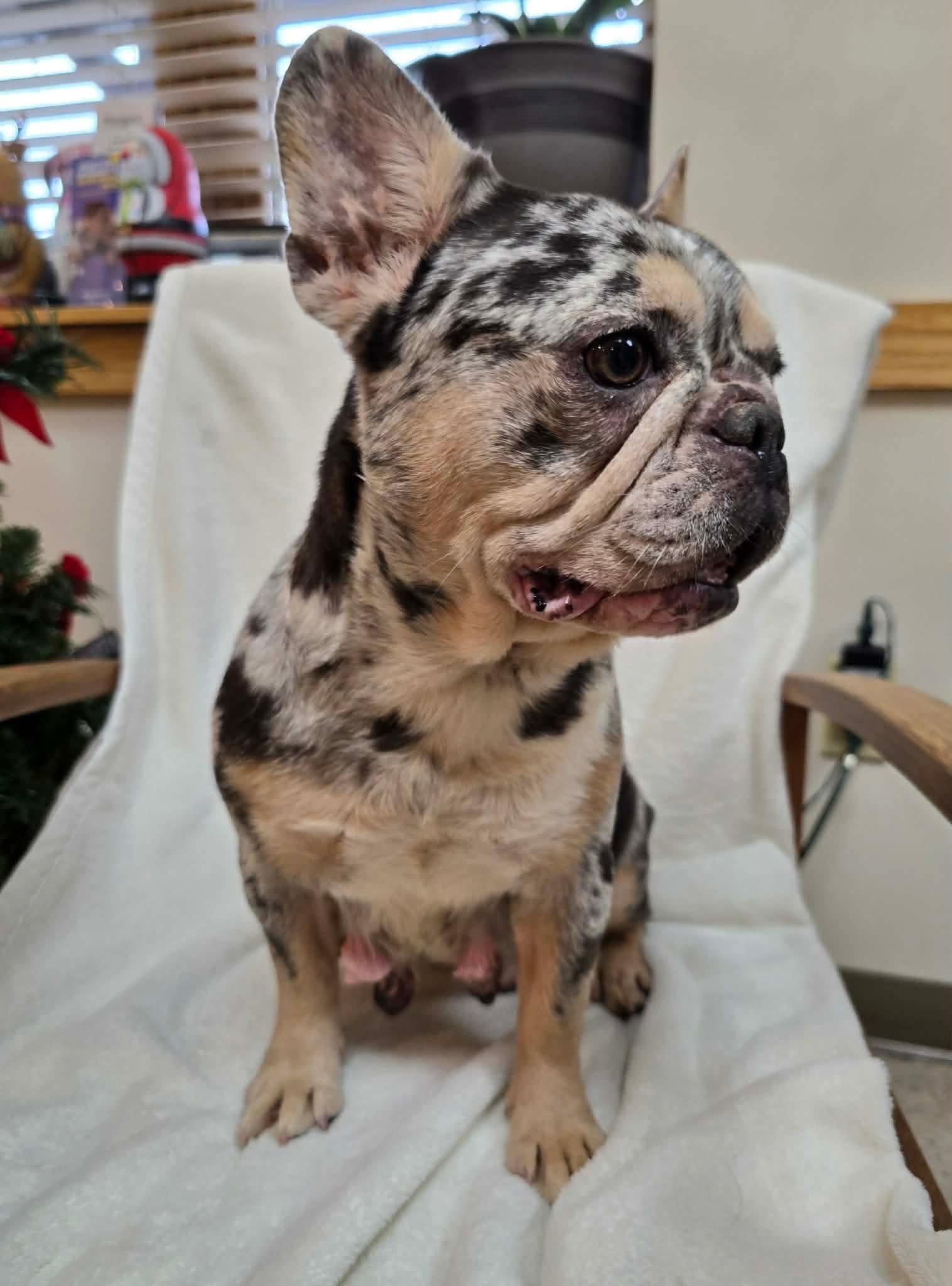 Enlarge Olivia Dean, a ADOPTABLE French Bulldog in St. Clairsville, OH image 5/5