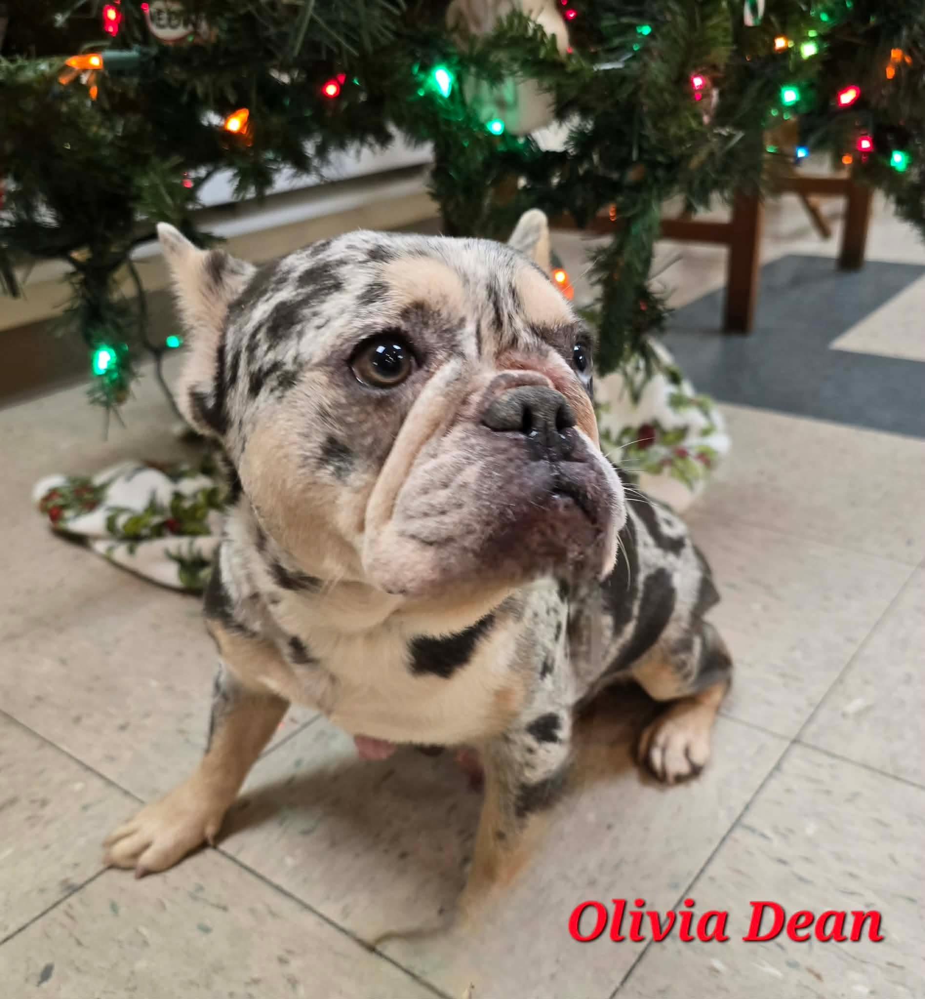 Enlarge Olivia Dean, a ADOPTABLE French Bulldog in St. Clairsville, OH image 4/5
