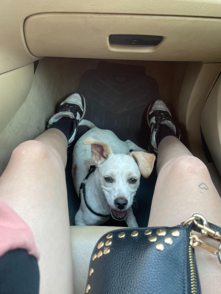 Star, Adoptable, Young Female Rat Terrier & Chihuahua.