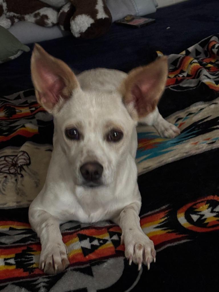 Enlarge Star, a Adoptable mixed breed in Heber City, UT image 2/5