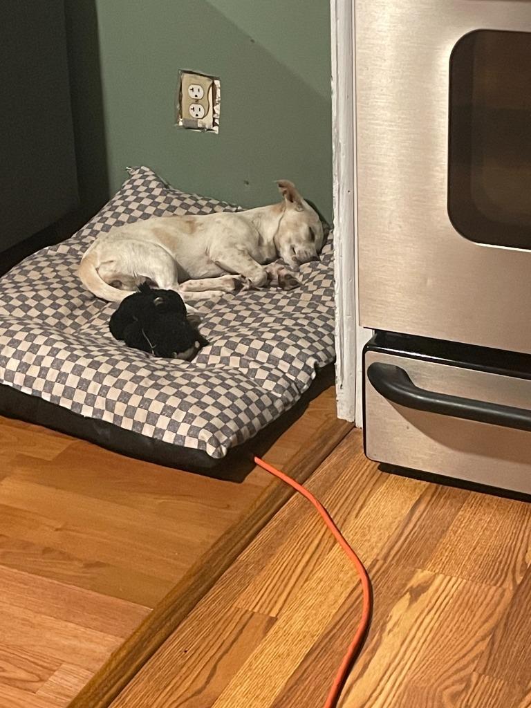 Enlarge Star, a Adoptable mixed breed in Heber City, UT image 3/5