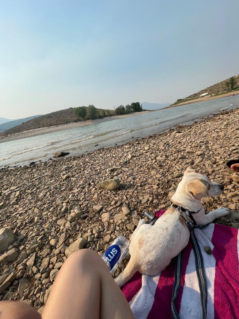 Enlarge Star, a Adoptable mixed breed in Heber City, UT image 4/5