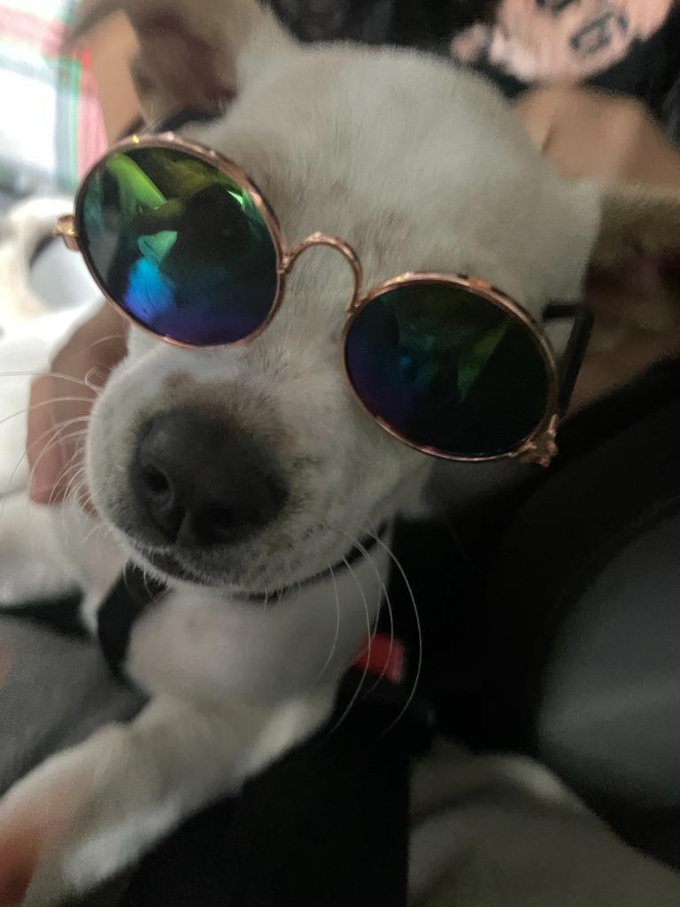 Enlarge Star, a Adoptable mixed breed in Heber City, UT image 5/5