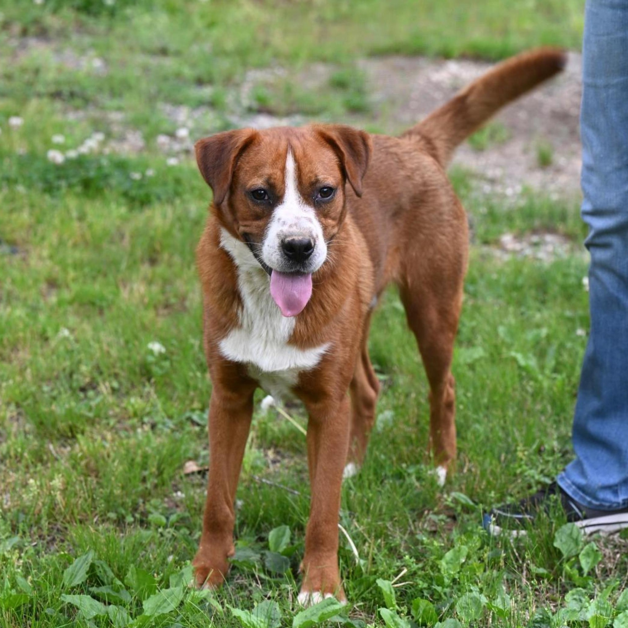 Enlarge Brutis, a Adoptable mixed breed in Hot Springs, AR image 1/1