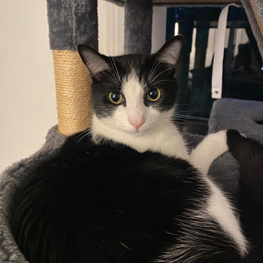 Rocky, Adoptable, Adult Male Domestic Short Hair.