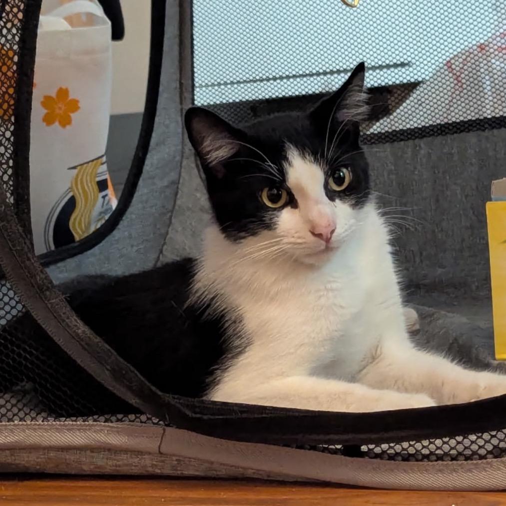 Rocky, Adoptable, Adult Male Domestic Short Hair.