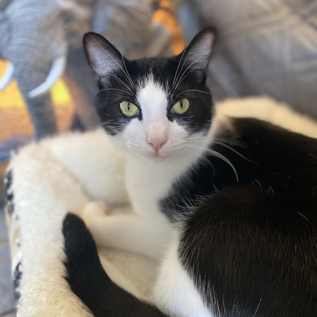 Rocky, a Adoptable Domestic Short Hair in Miami, FL image 2/3