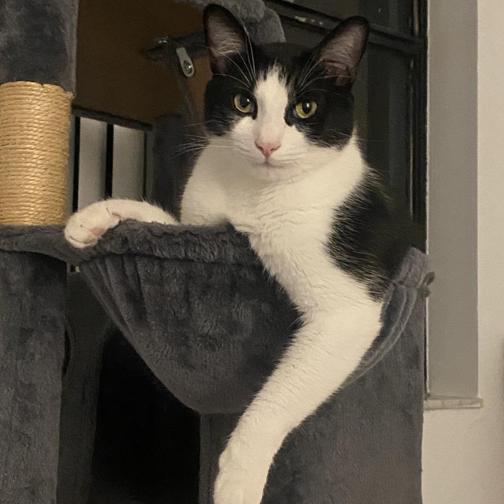 Rocky, a Adoptable Domestic Short Hair in Miami, FL image 3/3