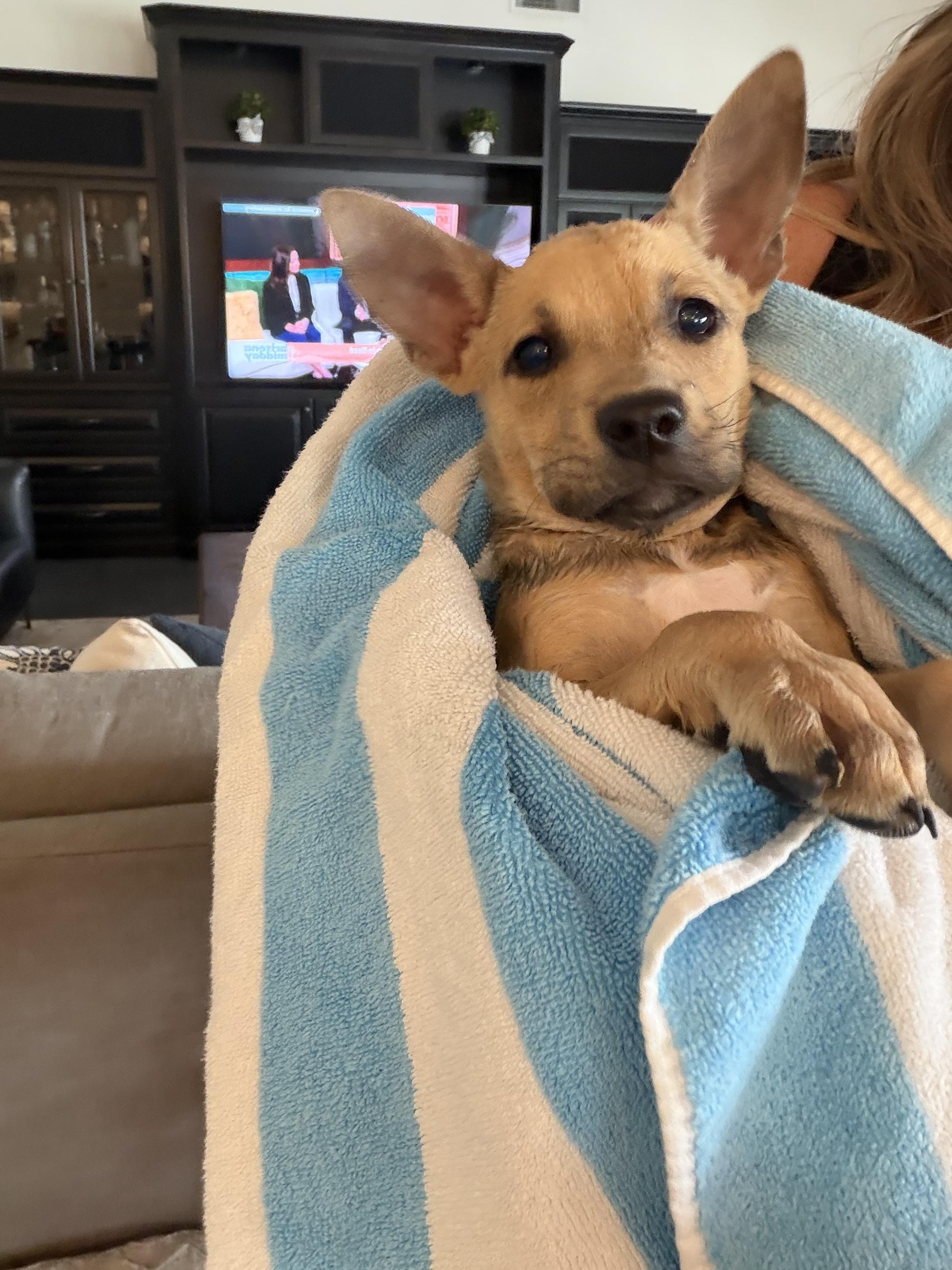 Luna, an adopted mixed breed in Phoenix, AZ image 3/4