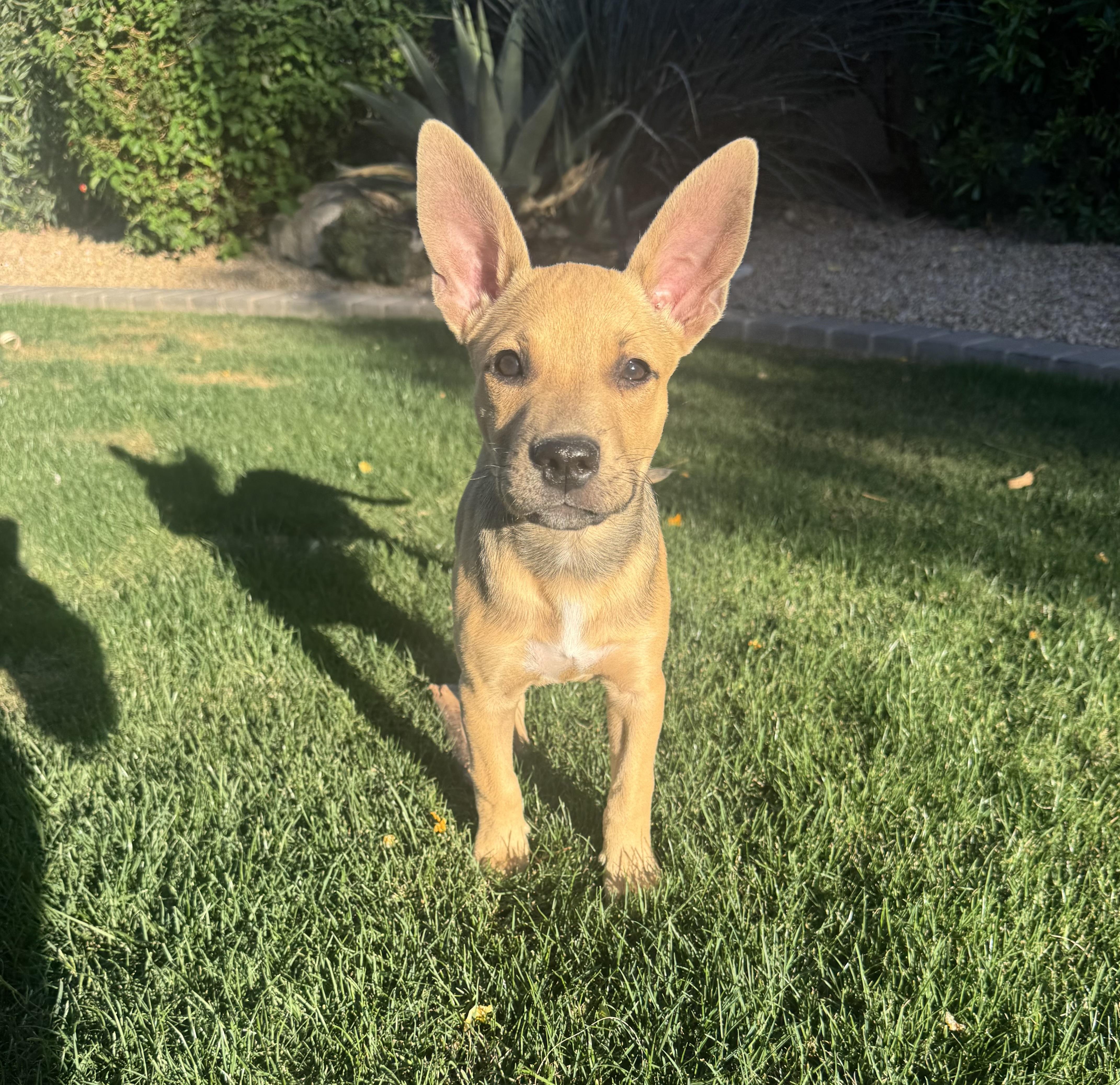 Luna, an adopted mixed breed in Phoenix, AZ image 2/4
