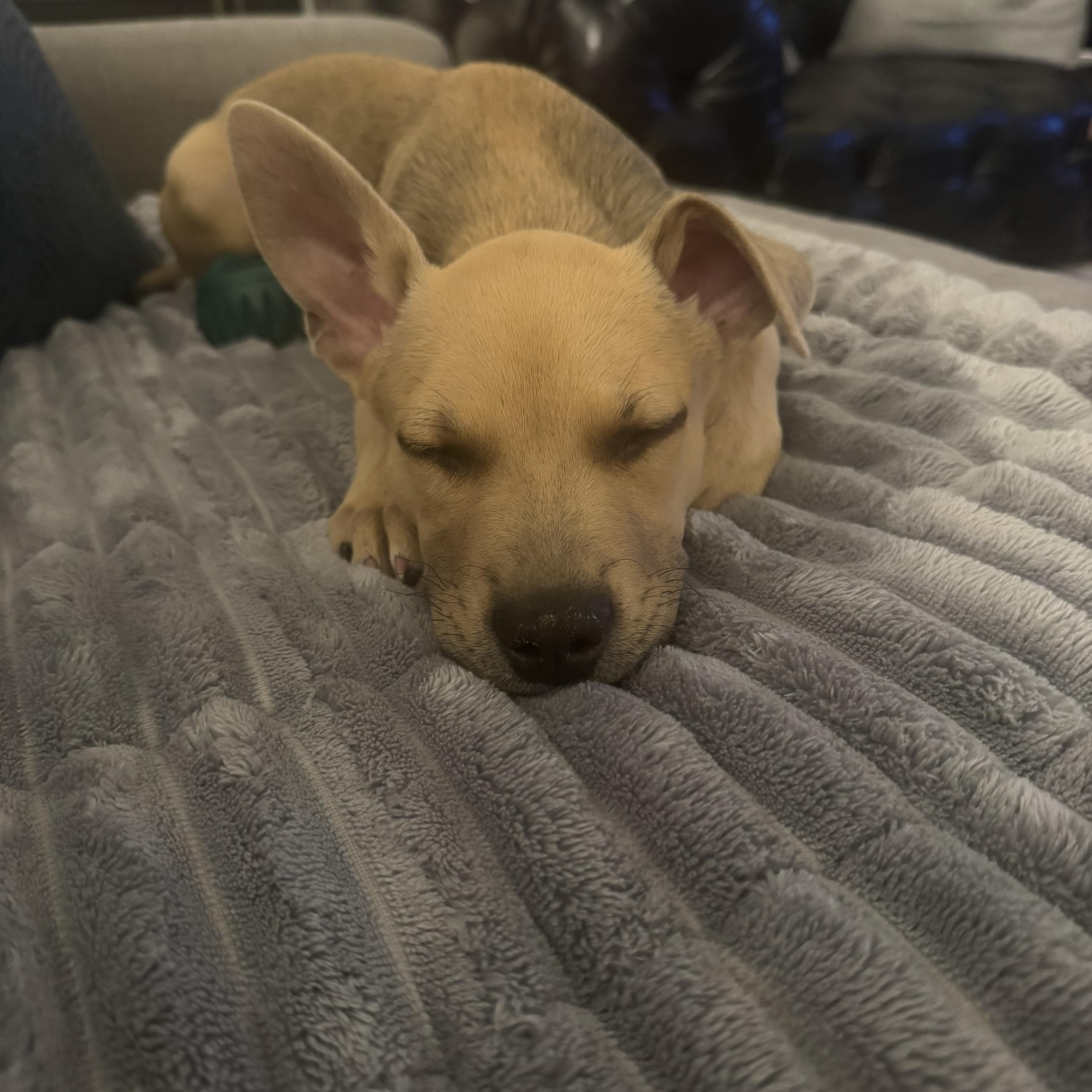 Luna, an adopted mixed breed in Phoenix, AZ image 4/4