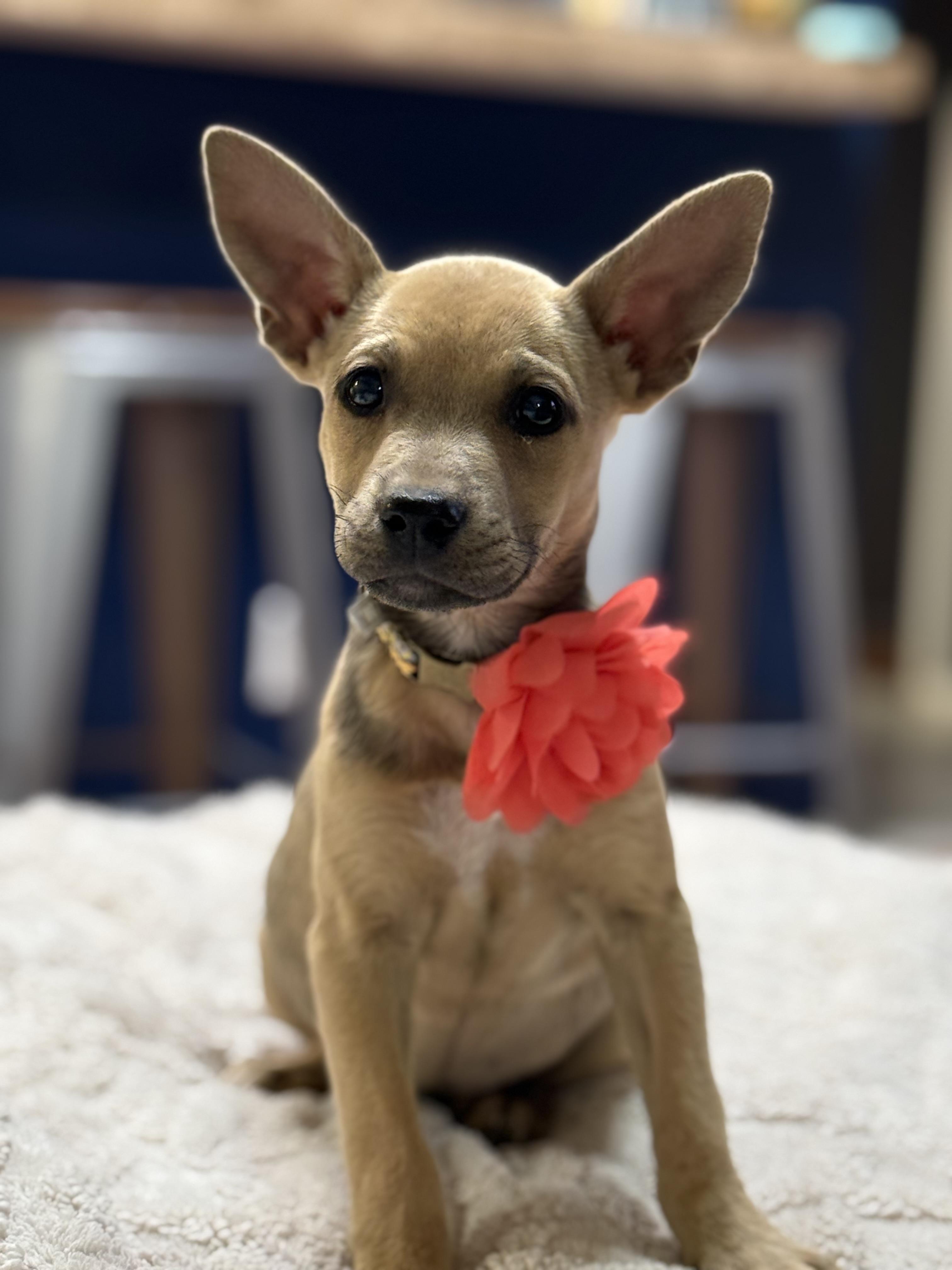 Luna, adopted, Puppy Female Labrador Retriever & Basenji.