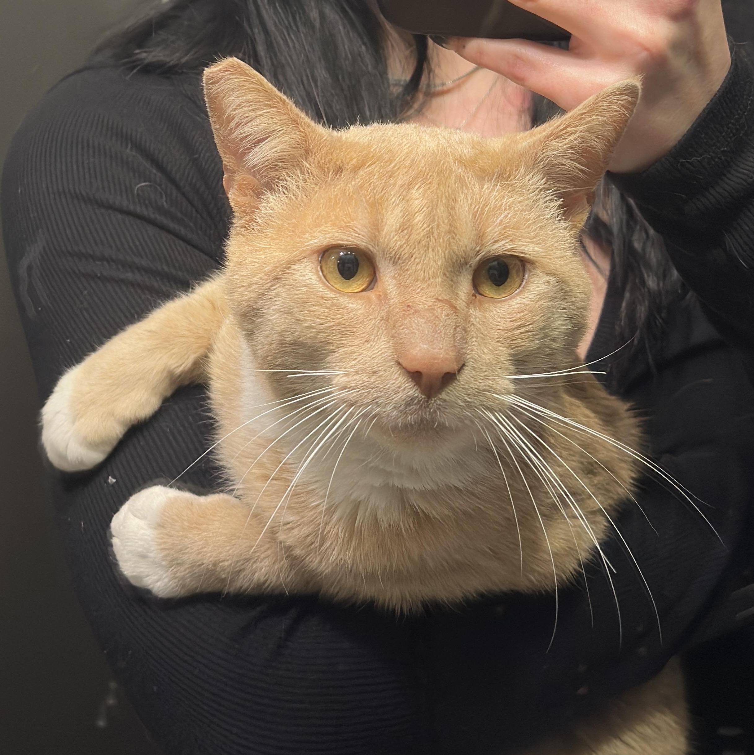 Enlarge Gavin , a ADOPTABLE Domestic Short Hair in Clifton, NJ image 1/6