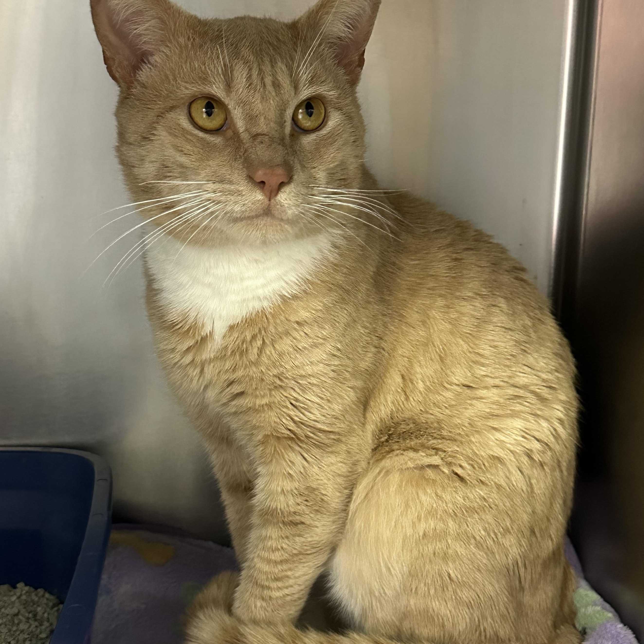 Enlarge Gavin , a ADOPTABLE Domestic Short Hair in Clifton, NJ image 3/6