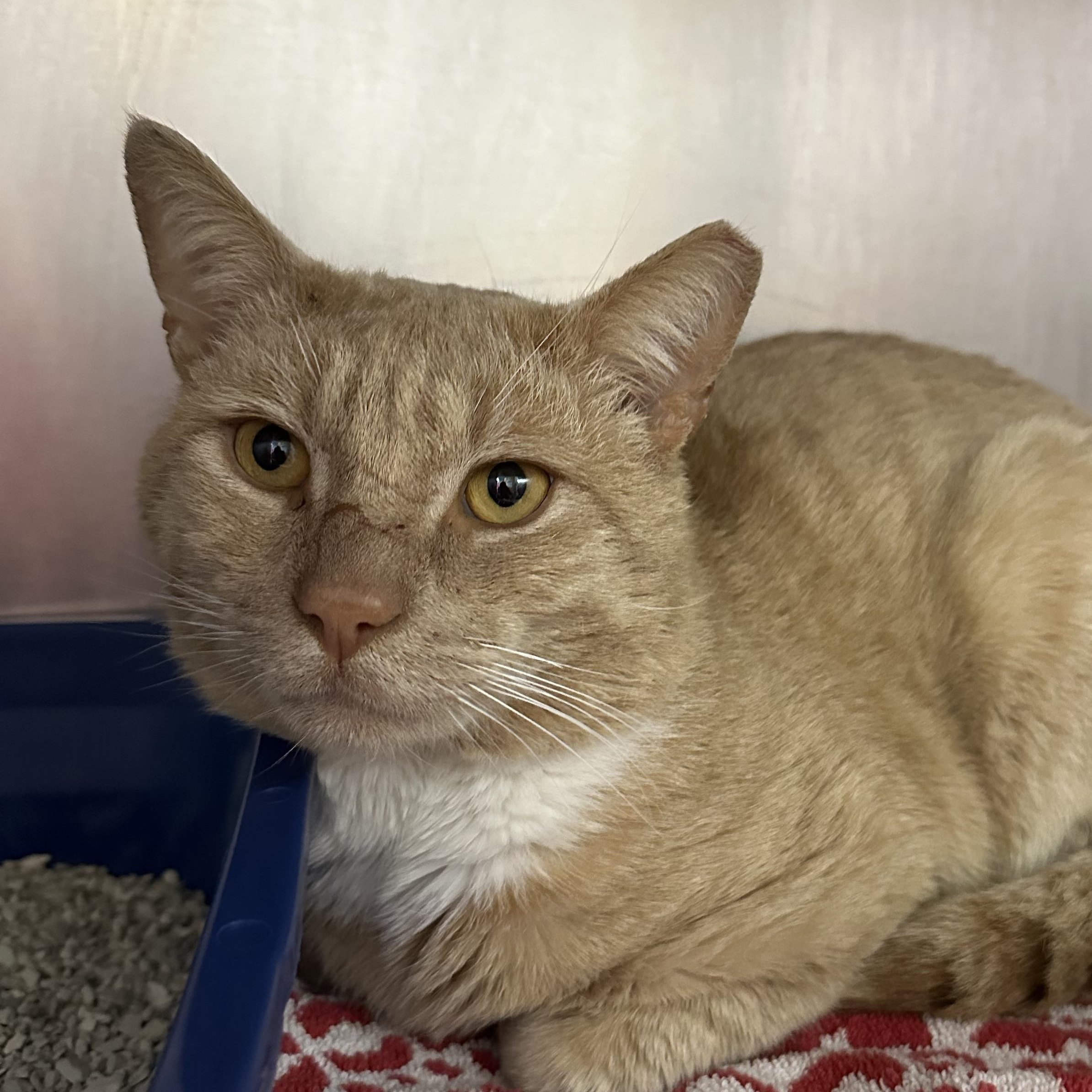 Enlarge Gavin , a ADOPTABLE Domestic Short Hair in Clifton, NJ image 4/6