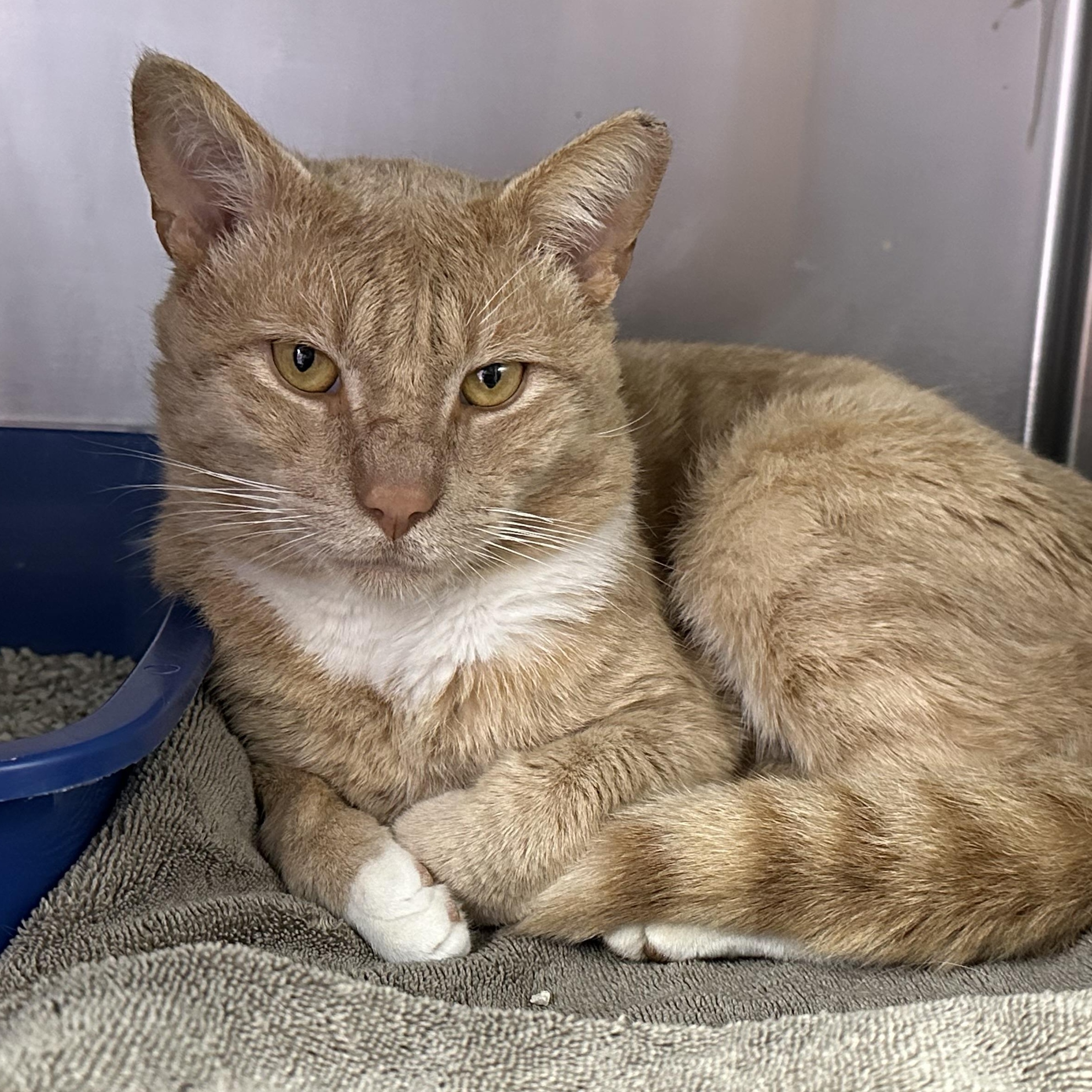 Enlarge Gavin , a ADOPTABLE Domestic Short Hair in Clifton, NJ image 2/6