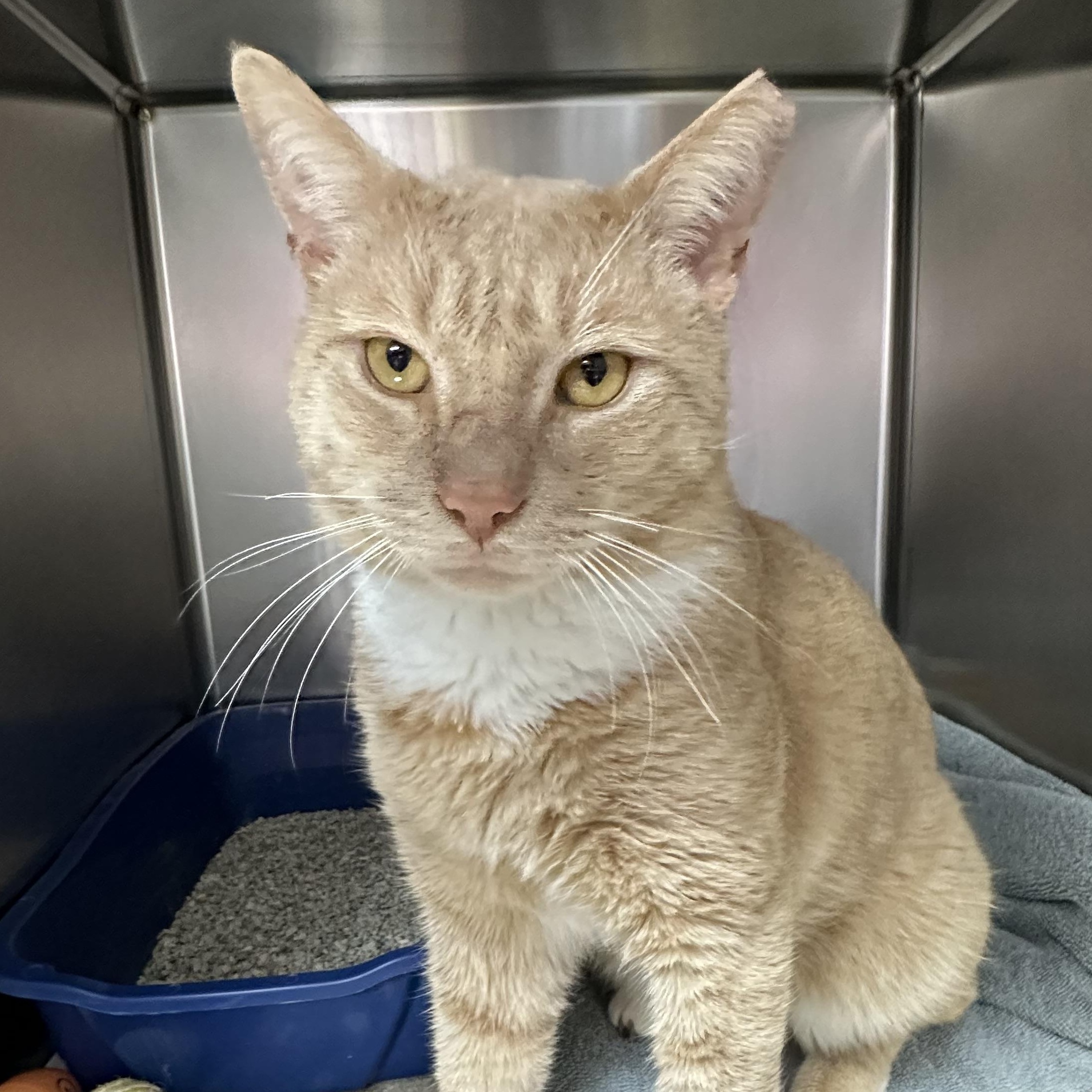 Enlarge Gavin , a ADOPTABLE Domestic Short Hair in Clifton, NJ image 6/6