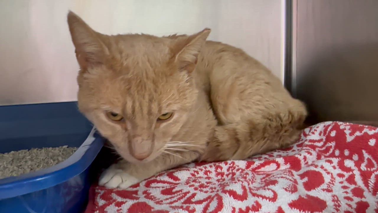 Enlarge Gavin , a ADOPTABLE Domestic Short Hair in Clifton, NJ video 5/6