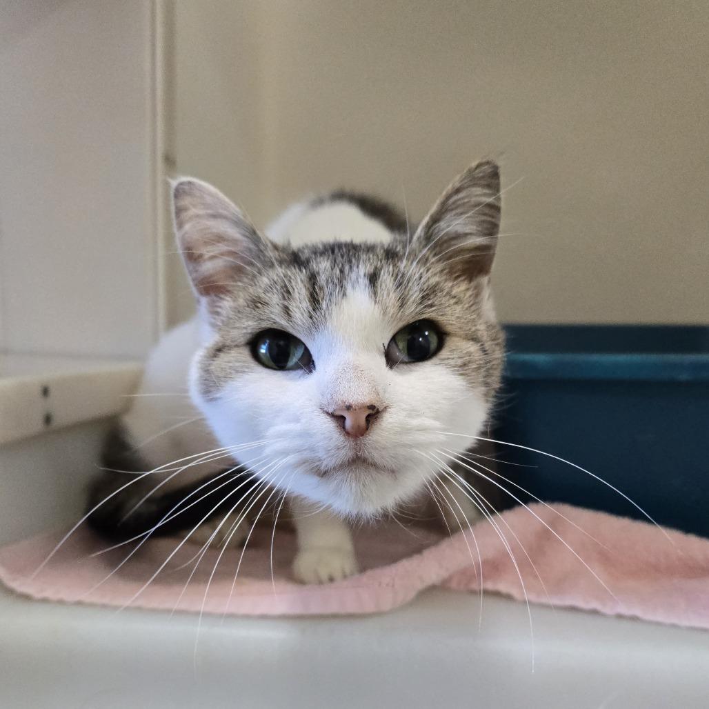 Enlarge Po 26-281, a Adoptable Domestic Short Hair in Tawas City, MI image 1/2