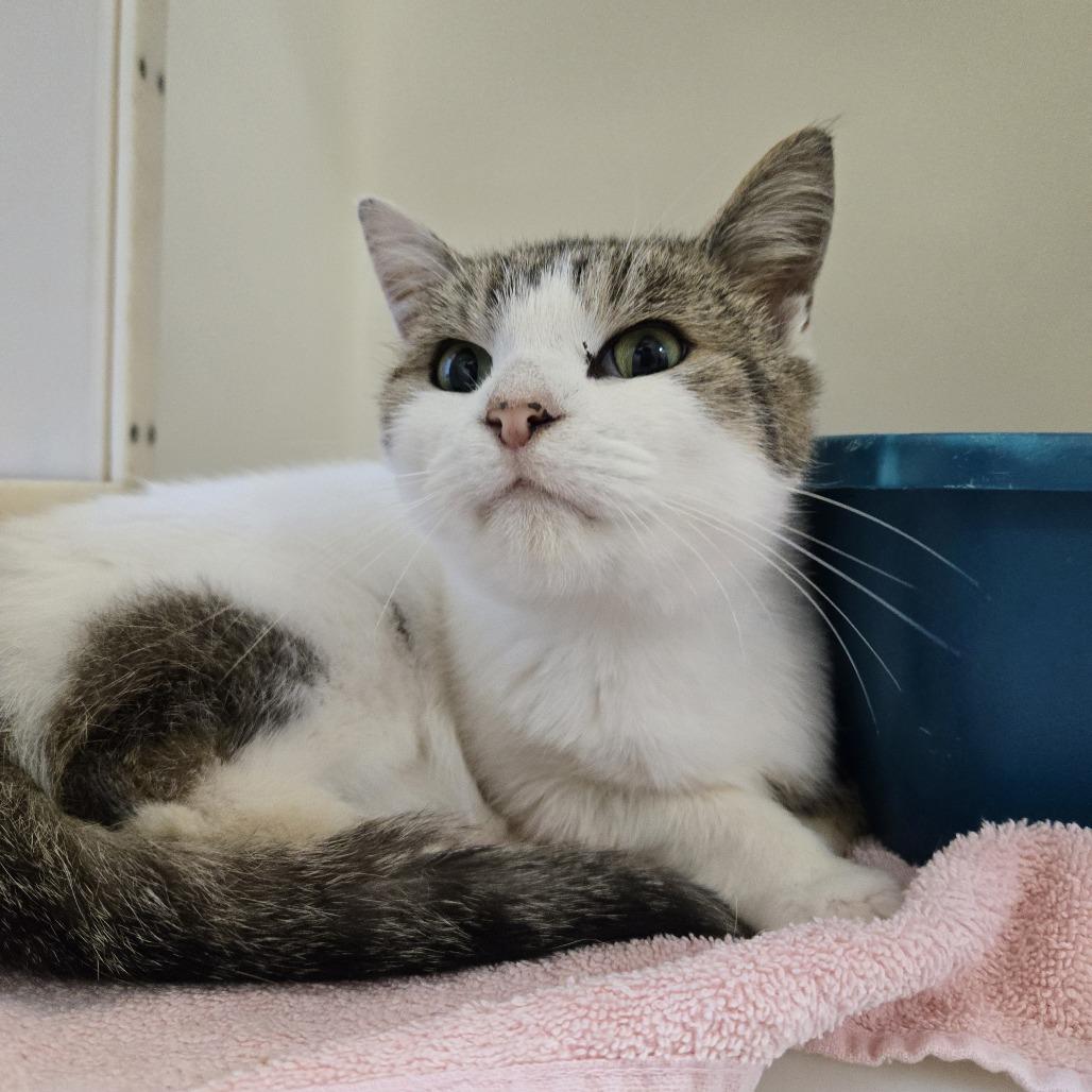 Enlarge Po 26-281, a Adoptable Domestic Short Hair in Tawas City, MI image 2/2