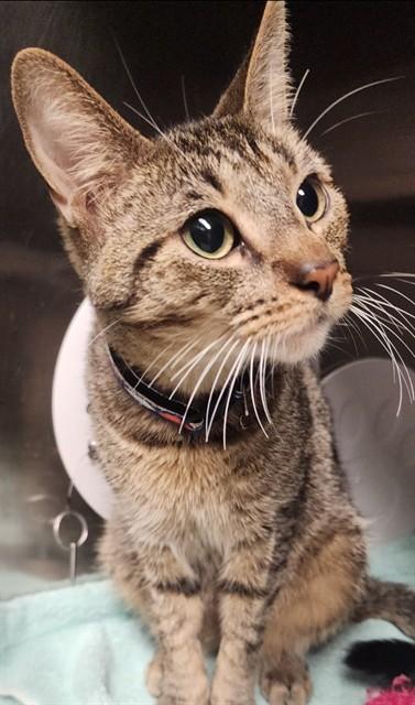 PUMBAA, Adoptable, Adult Male Domestic Short Hair.
