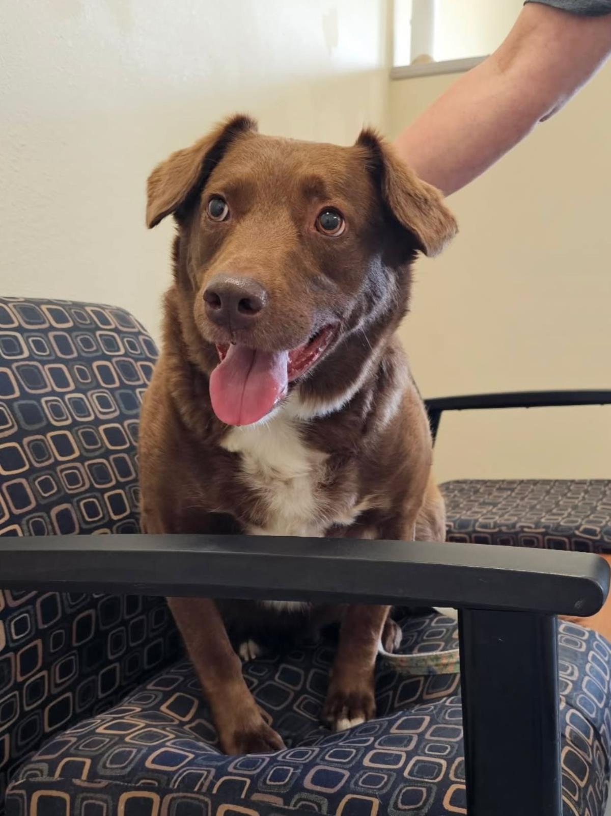 Enlarge Jake, a Adoptable mixed breed in Rockwall, TX image 1/3
